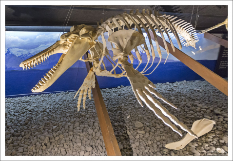 Скелет Атлантического ремнезуба.