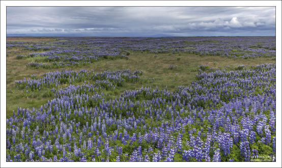 Огромные люпиновые поля на северо-востоке Исландии.