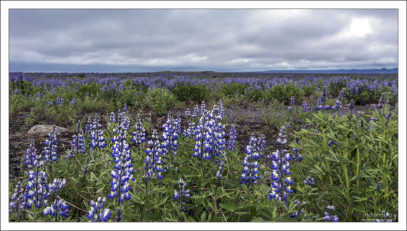 Заросли люпинов по дороге к водопаду.