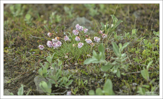 Армерия приморская (лат. Arméria marítima) - многолетнее травянистое растение. Любит умеренный и арктический пояса.