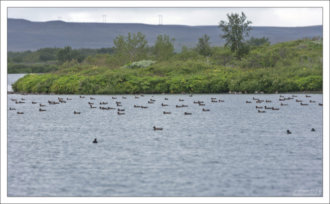 Флотилия уток на озере.