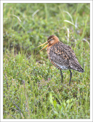 Болотный куличок (Limosa limosa).