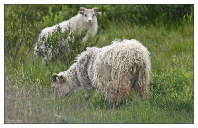 Исландская овца считается одной из древнейших сохранившихся чистых пород.