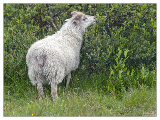 Генетически исландская овца в настоящее время не отличается от своих предков IX века.