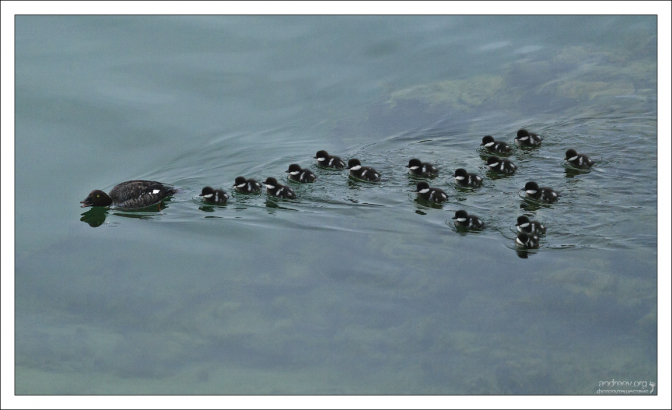 Самка Исландского гоголя (лат. Bucephala islandica) с птенцами.