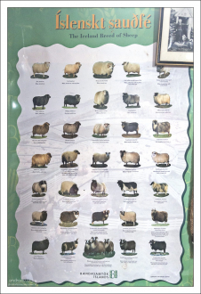 Все виды исландских овец.