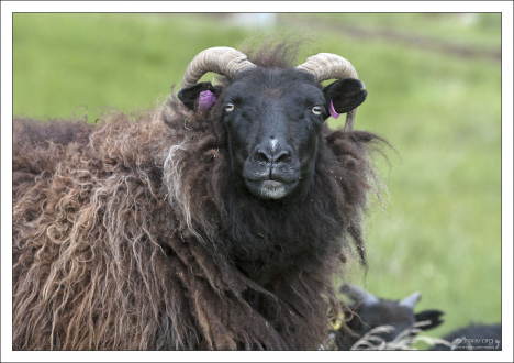 Черно-коричневая овца очень сурового вида.