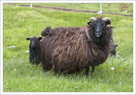 Масса тела взрослой самки исландской овцы составляет около 70 кг.