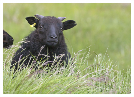 В среднем у исландской овцы рождается два ягненка.