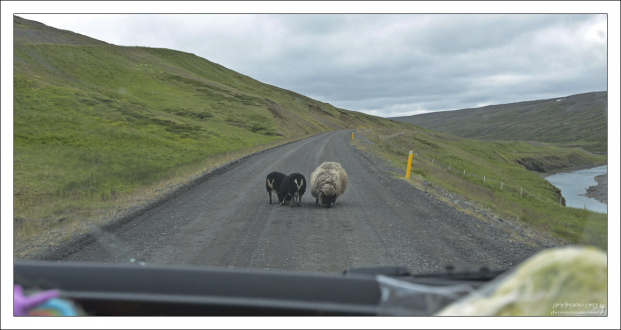 Семейство овец облизывает дорогу.