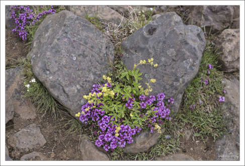 Каменное сердце оттаяло под натиском живой природы :)