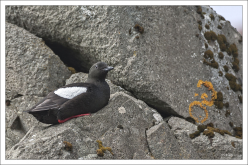 Морская птица Чистик (Black guillemot) отдахает на камнях.