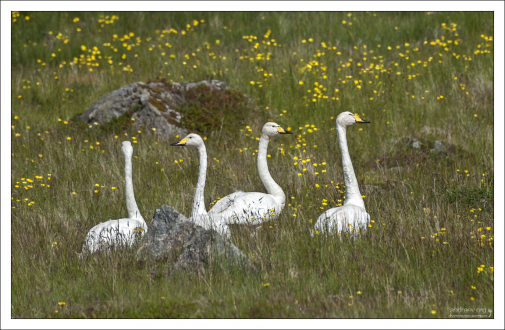 Группа Тундровых лебедей (лат. Cygnus columbianus).
