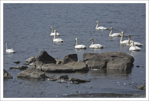 Лебединая флотилия.