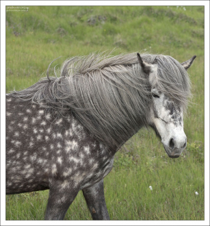 Лошадь масти 80-го уровня :)