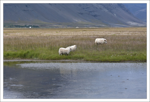 Семейство белых овец в поисках пропитания.