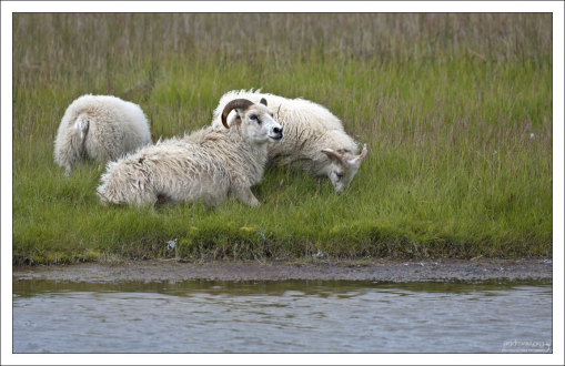 Белая овца с двумя ягнятами на свободном выпасе.