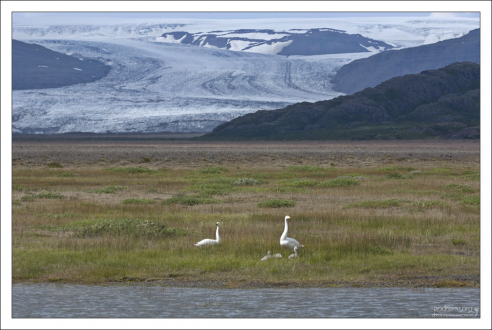 Семейство Тундровых лебедей на фоне ледникового языка.