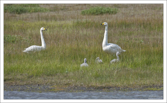 Тундровые лебедята развиваются быстро и поднимаются на крыло через месяц.
