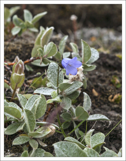 Колокольчик круглолистный (Campanula rotundifolia), более известный под именем Bluebell.