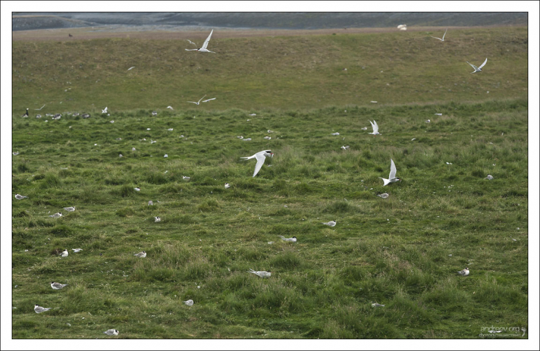 Гнездовье полярных крачек.