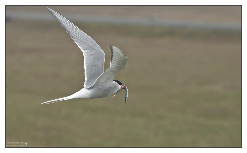 Полярная крачка с рыбкой-песчанкой.