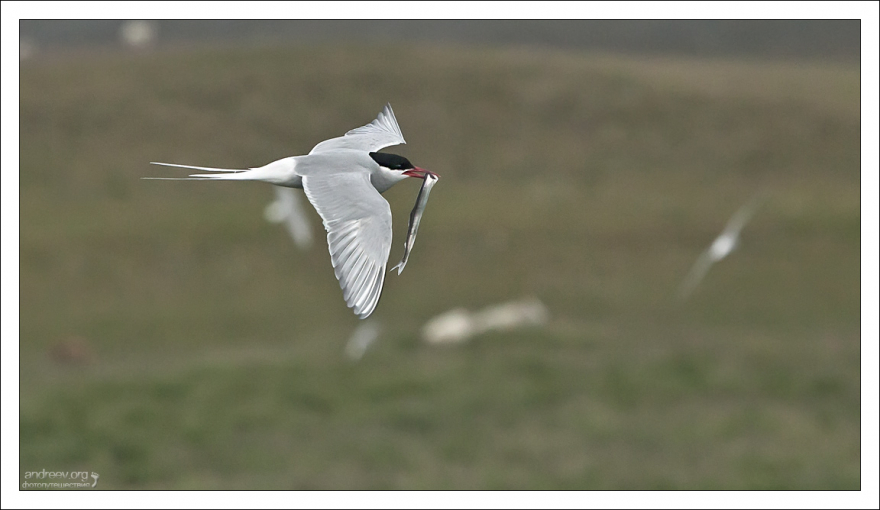 Питание полярной крачки состоит из рыбы, криля, моллюсков и ракообразных.