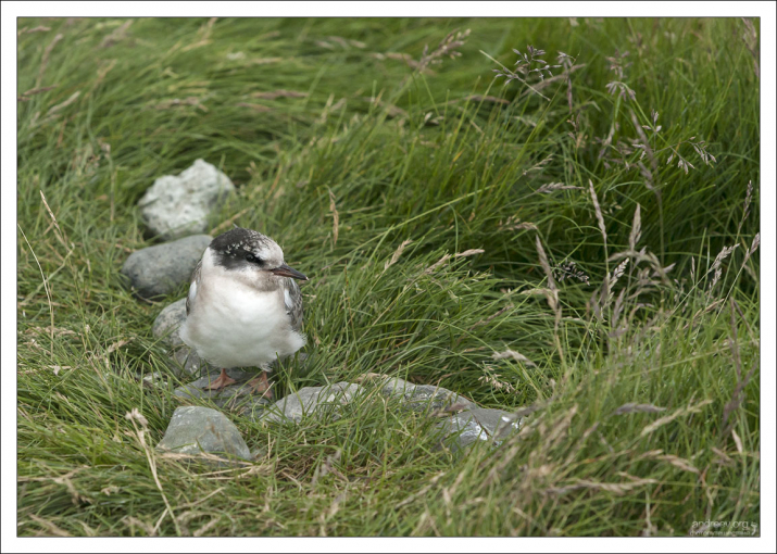 Птенец полярной крачки.