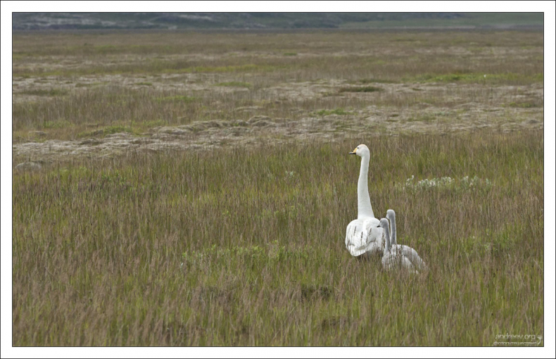 Тундровый гусь выгуливает потомство.