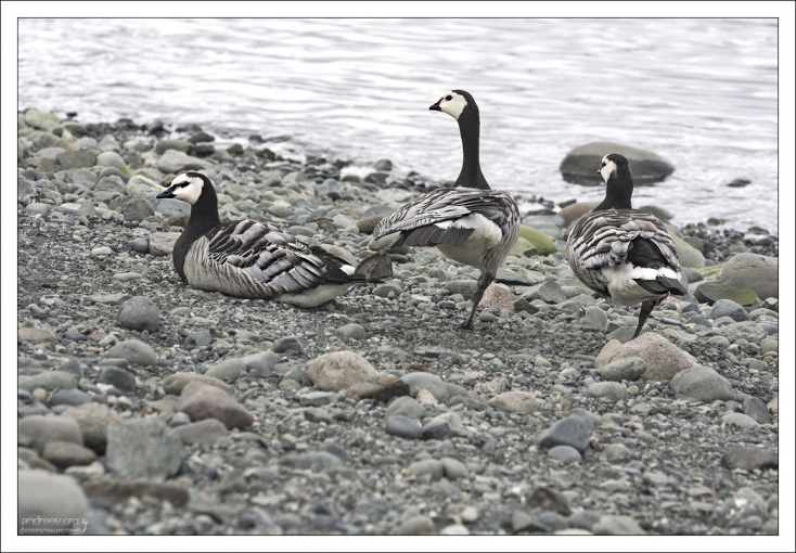 Группа Белощёких казарок (лат. Branta leucopsis).