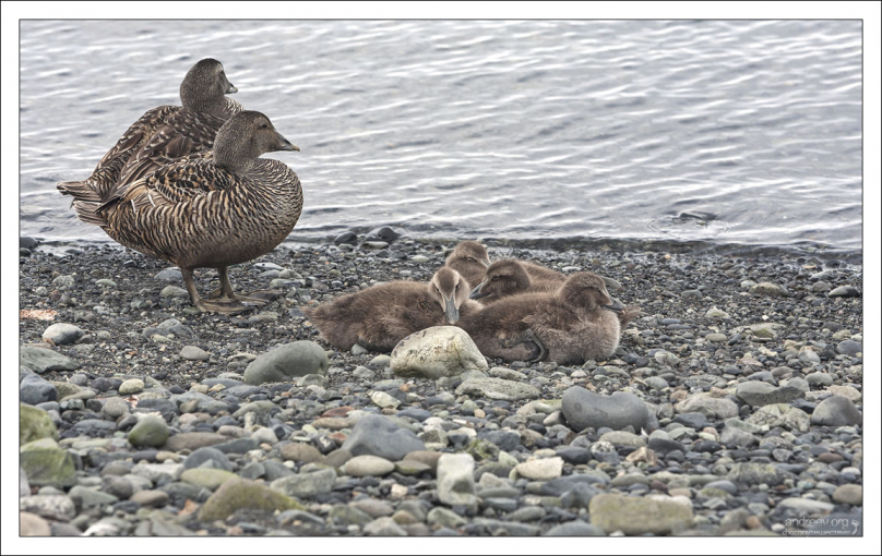 Обыкновенная гага (лат. Somateria mollissima).