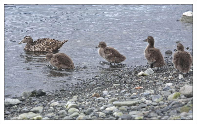 Гага уводит семейство подальше от опасного места.