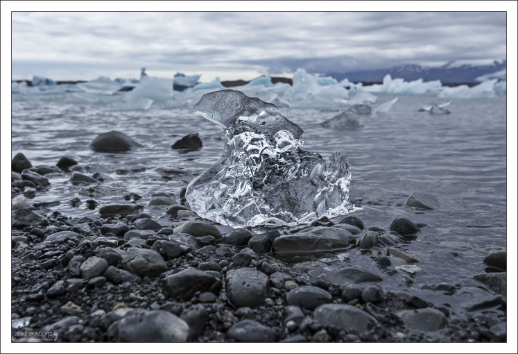 Тупик, он же - паффин, выполненный природным скульптором.