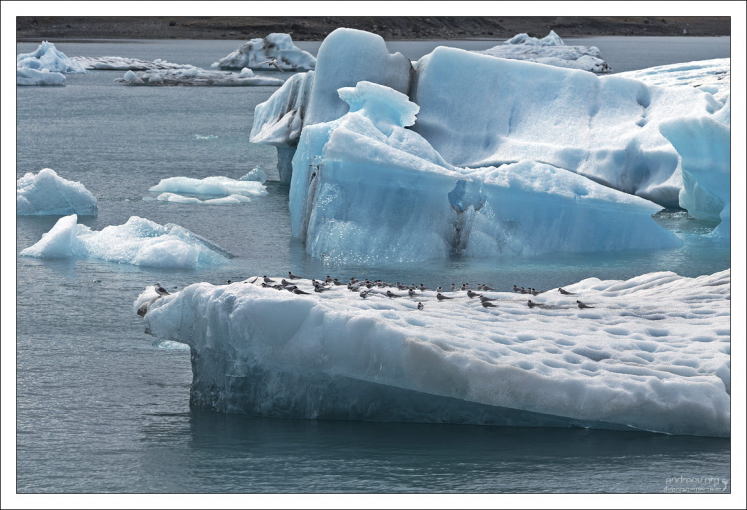 Ледяная база полярных крачек.