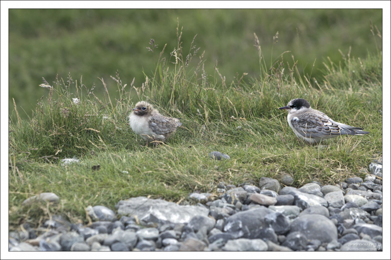 Птенцы полярной крачки в ожидании кормежки.