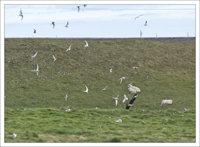 Поморник (в нижней части фотографии) - очень агрессивная морская птица всполошила колонию полярных крачек.