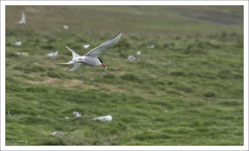 Полярная крачка — единственная птица, мигрирующая сезонно из Арктики в Антарктику. При этом за год она преодолевает расстояние до рекордных 70 тысяч километров. Перелёт в одну сторону длится около месяца.