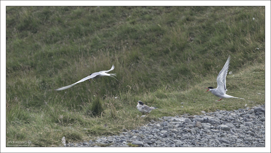 Птенец дождался мать в весьма непростых условиях.