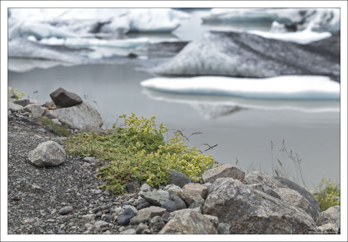 Манжетка альпийская (Alchemilla alpina) на краю ледникового озера.