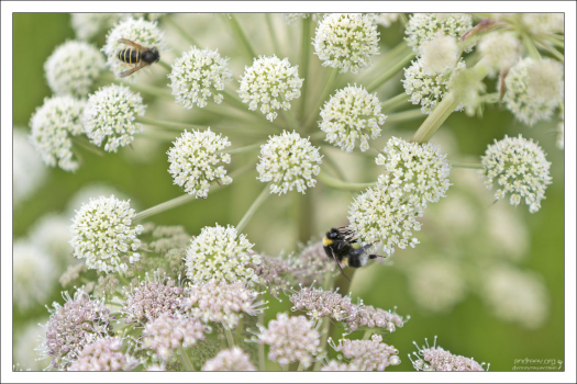 Пчелы просто обожают лекарственный дягиль (лат. Angélica archangélica).