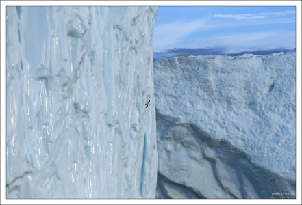 Морские птицы кажутся крошечными на фоне ледяной стены.