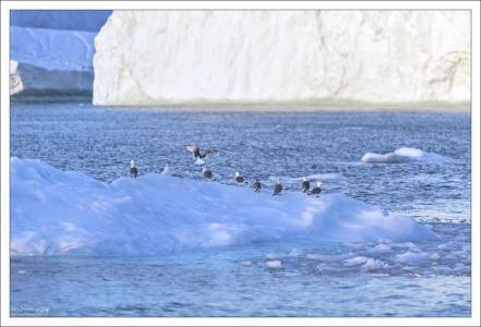 Чайки-моевки (лат. Rissa tridactyla) с подросшими птенцами отдыхают на льдине.