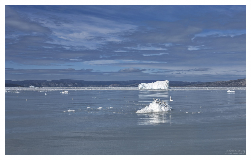 Чайки дрейфуют на льдинах.