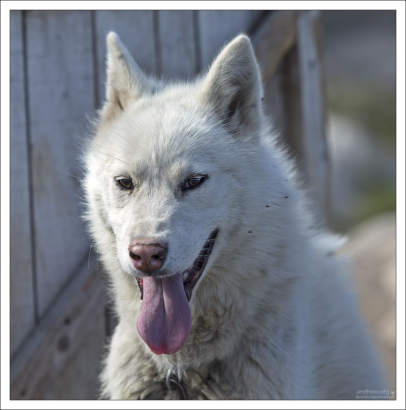 Хаски – энергичны и спортивны. Они обычно имеют толстую двойную шерсть, которая может быть серой, чёрной, медно-красной, или белой.