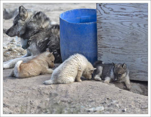 Владельцы начинают дрессировать собак в очень молодом возрасте.