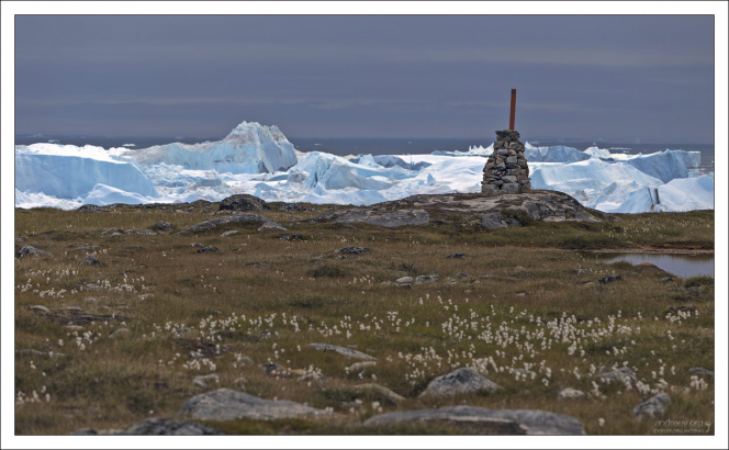 Стебельки Гренландского хлопка или пушицы (лат. Eriophorum scheuchzeri) на фоне айсбергов.