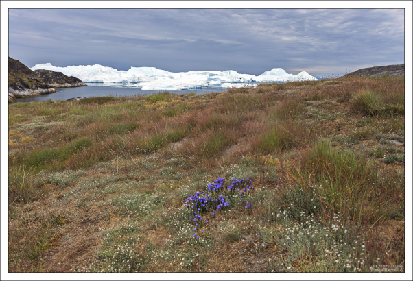Тундра и айсберги.