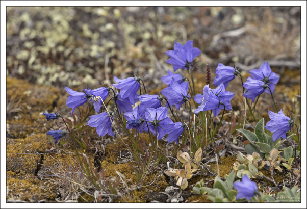 Колокольчик круглолистный (Harebell) - многолетнее лекарственное растение.