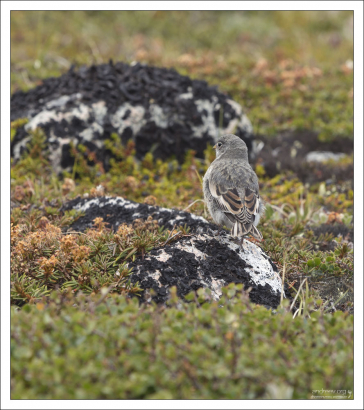 Самка пуночки (лат. Plectrophenax nivalis). Птица из семейства подорожниковых, гнездящаяся в области тундр Старого и Нового Света.
