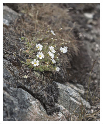 Ясколка альпийская (Cerastium alpinum L.) - самый северный обитатель суши среди цветковых растений. Замечена на широте 83°24’ с. ш. Дальше только некоторые мхи, лишайники и водоросли.
